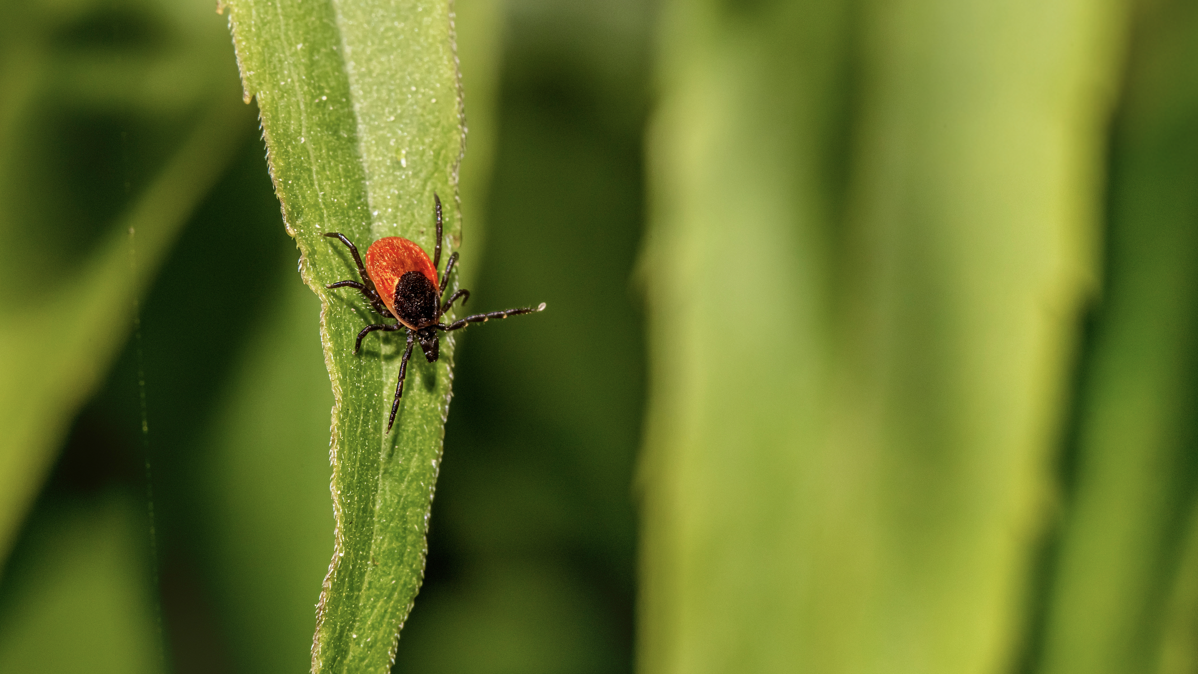 Capture d’écran 2025-04-05 à 19.56.39