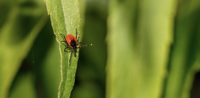 Capture d’écran 2025-04-05 à 19.56.39